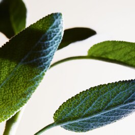 Parco Palladiano XV Salvia Blu - Woda perfumowana