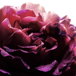 La Petite Robe Noire - Woda Perfumowana