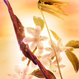Joyphoria – Woda perfumowana