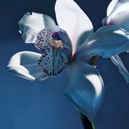Chloe Atelier Des Fleurs Orchidee De Minuit - Woda Perfumowana dla Niej
