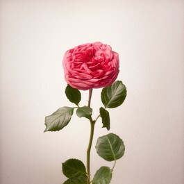 La Perla Just Give Me Roses - Woda perfumowana