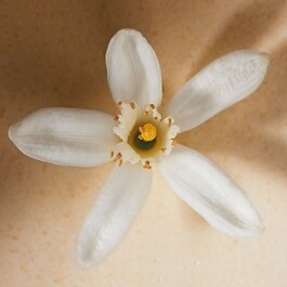 Atelier des Fleurs Néroli - Woda perfumowana 