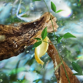 Magic Energy - Woda perfumowana