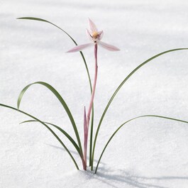 Krem intensywnie odmładzający z orchideą