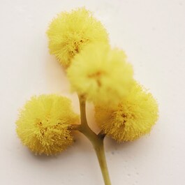 Atelier des Fleurs Herba Mimosa - Woda perfumowana