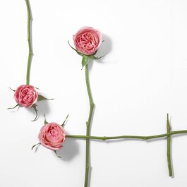 Rose & Rose - Woda perfumowana