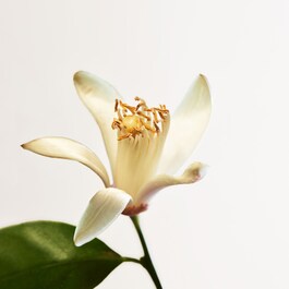 Parco Palladiano VIII Neroli - Woda perfumowana