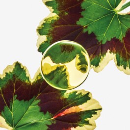 Esencia Elixir - Woda perfumowana