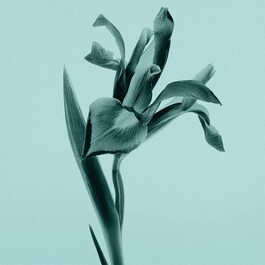Tiffany Intense - Woda perfumowana
