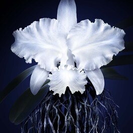 Orchidée Impériale – Krem do twarzy