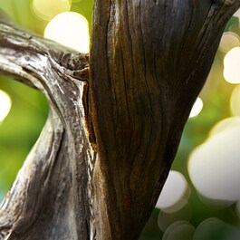 Man Wood Essence - Woda perfumowana