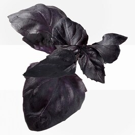 Eau de Basilic Pourpre - Woda kolońska