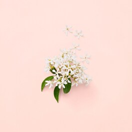 Gucci Bloom - Woda Perfumowana