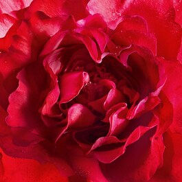 Mon Guerlain Bloom of Rose - Woda Perfumowana 
