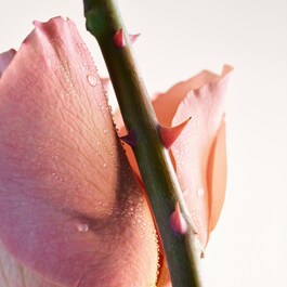 Parco Palladiano VI Rosa - Woda perfumowana