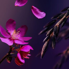 The Ritual of Yozakura - Bogaty Krem do Ciała