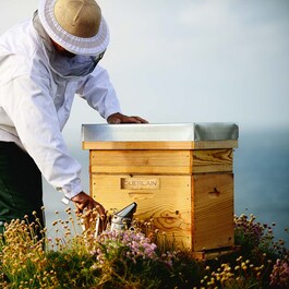 Serum Abeille Royale