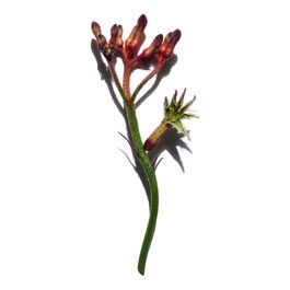 Extra-Firming Phyto - Serum