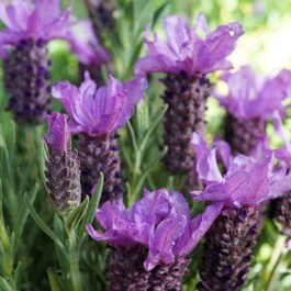 Phytofill™ - Booster o działaniu ujędrniającym