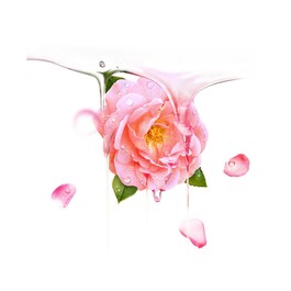 Bulgarian Rose UFO - Nawilżająca maseczka