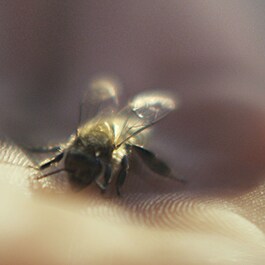 Abeille Royale Cleasing Oil Anti-Pollution - Olejek do demakijażu 