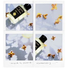 Signatures of the Sun Osmanthus - Eau de Parfum Floral Fruity
