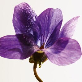 Parco Palladiano IX Violetta - Woda perfumowana