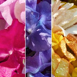 Aqua Allegoria Florabloom Forte - Woda Perfumowana