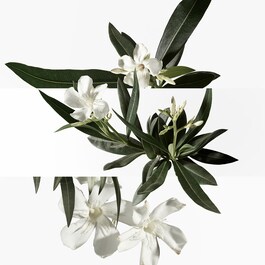 Un Jardin en Méditerranée - Woda toaletowa