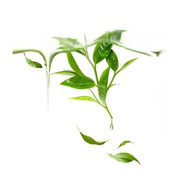 Oczyszczająca maseczka Green Tea UFO
