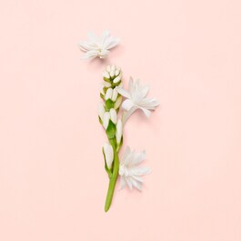 Gucci Bloom - Woda Perfumowana