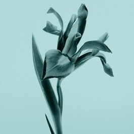 Tiffany Sheer - Woda toaletowa