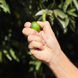 Aqua Allegoria Harvest Mandarine Basilic - Woda Toaletowa