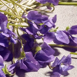 Dolce Violet - Woda toaletowa