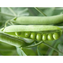 Bio-celulozowa maseczka z fermentowaną soją - Kojący pantenol