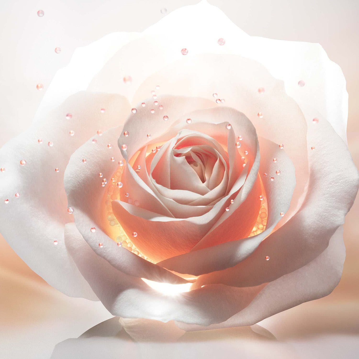 Dior best sale rose cream