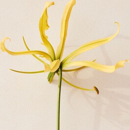 Atelier des Fleurs Ylang Cananga - Woda perfumowana