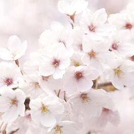 Emulsja rozświetlająca z kwitnącą wiśnią z Jeju