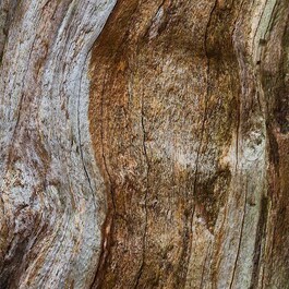 Man Wood Essence - Woda perfumowana