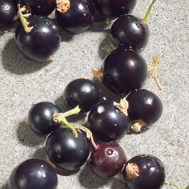 Dolce Violet - Woda toaletowa