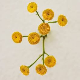  Atelier des Fleurs Immortelle - Woda perfumowana