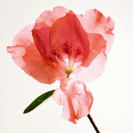 Parco Palladiano IV Azalea - Woda perfumowana