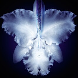 Orchidée Impériale Micro-Lift Concentrate - Serum liftingujące