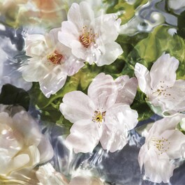 Aqua Allegoria Cherrysia - Woda toaletowa