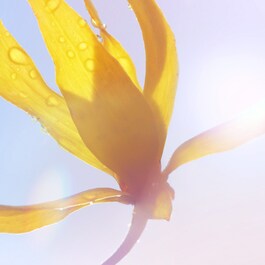 La Vie Est Belle Soleil Cristal - Woda perfumowana