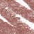 N°15 Deep Beige ( 0,7g)