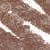 02 Tender Taupe (0,3 g)
