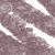 07 Plummy (0,3 g)