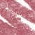 N°6 Rosewood ( 0,7g)